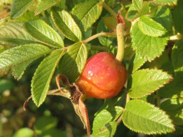 Fotografia da espécie Rosa rugosa for. f.