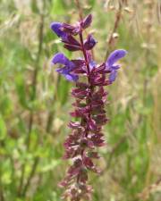 Fotografia da espécie Salvia nemorosa