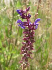 Fotografia da espécie Salvia nemorosa