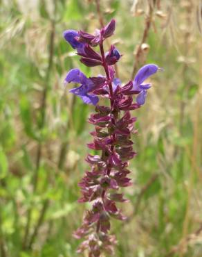 Fotografia 1 da espécie Salvia nemorosa no Jardim Botânico UTAD