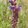 Fotografia 1 da espécie Salvia nemorosa do Jardim Botânico UTAD