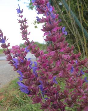 Fotografia 3 da espécie Salvia nemorosa no Jardim Botânico UTAD