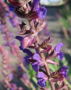 Fotografia 4 da espécie Salvia nemorosa no Jardim Botânico UTAD