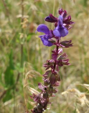 Fotografia 5 da espécie Salvia nemorosa no Jardim Botânico UTAD