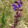 Fotografia 5 da espécie Salvia nemorosa do Jardim Botânico UTAD