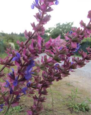 Fotografia 6 da espécie Salvia nemorosa no Jardim Botânico UTAD