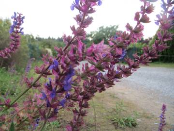 Fotografia da espécie Salvia nemorosa