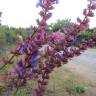 Fotografia 6 da espécie Salvia nemorosa do Jardim Botânico UTAD