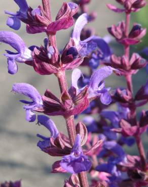 Fotografia 7 da espécie Salvia nemorosa no Jardim Botânico UTAD