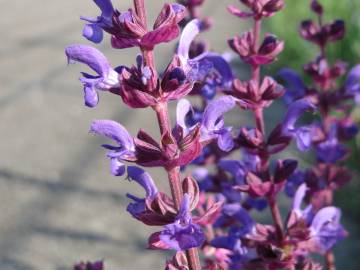 Fotografia da espécie Salvia nemorosa