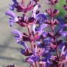 Fotografia 7 da espécie Salvia nemorosa do Jardim Botânico UTAD
