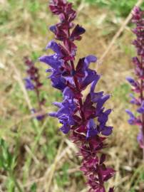 Fotografia da espécie Salvia nemorosa