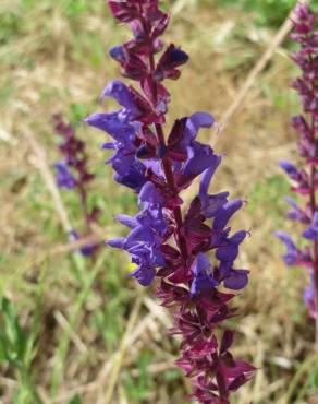 Fotografia 8 da espécie Salvia nemorosa no Jardim Botânico UTAD