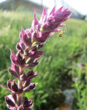 Fotografia 9 da espécie Salvia nemorosa no Jardim Botânico UTAD