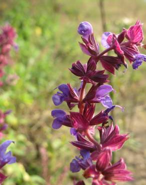 Fotografia 10 da espécie Salvia nemorosa no Jardim Botânico UTAD