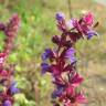 Fotografia 10 da espécie Salvia nemorosa do Jardim Botânico UTAD