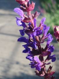 Fotografia da espécie Salvia nemorosa