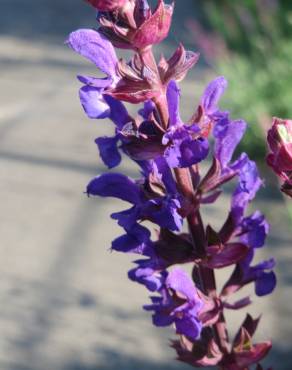 Fotografia 11 da espécie Salvia nemorosa no Jardim Botânico UTAD