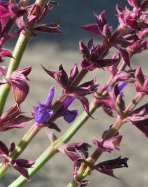 Fotografia 12 da espécie Salvia nemorosa no Jardim Botânico UTAD