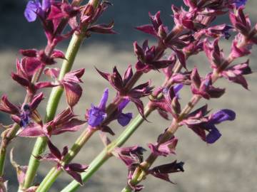 Fotografia da espécie Salvia nemorosa