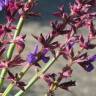 Fotografia 12 da espécie Salvia nemorosa do Jardim Botânico UTAD