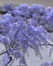 Fotografia da espécie Wisteria sinensis