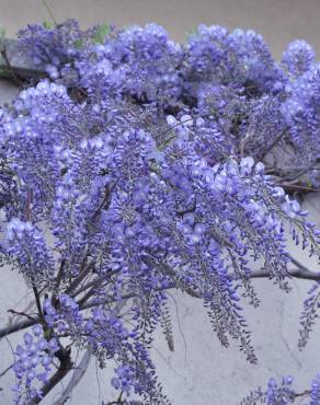 Fotografia 1 da espécie Wisteria sinensis no Jardim Botânico UTAD