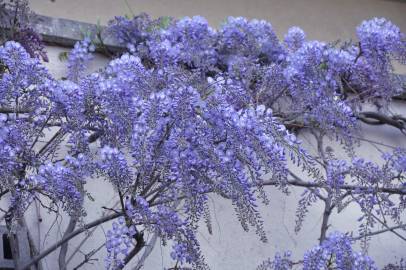 Fotografia da espécie Wisteria sinensis