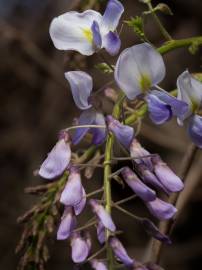 Fotografia da espécie Wisteria sinensis