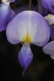 Fotografia da espécie Wisteria sinensis