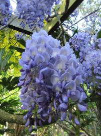 Fotografia da espécie Wisteria sinensis