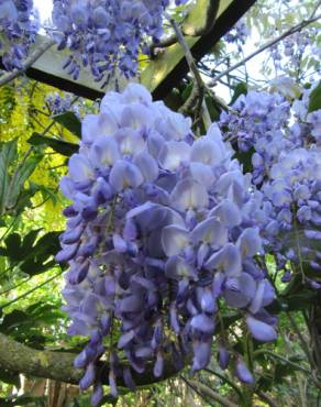 Fotografia 6 da espécie Wisteria sinensis no Jardim Botânico UTAD