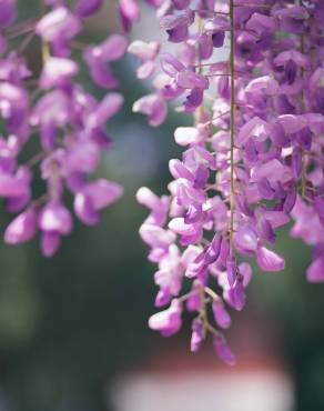 Fotografia 7 da espécie Wisteria sinensis no Jardim Botânico UTAD