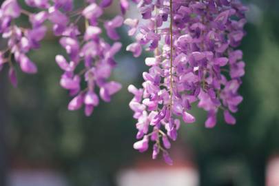 Fotografia da espécie Wisteria sinensis