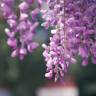 Fotografia 7 da espécie Wisteria sinensis do Jardim Botânico UTAD