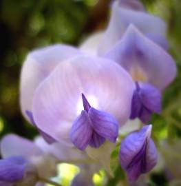 Fotografia da espécie Wisteria sinensis