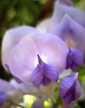 Fotografia 8 da espécie Wisteria sinensis no Jardim Botânico UTAD