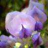 Fotografia 8 da espécie Wisteria sinensis do Jardim Botânico UTAD