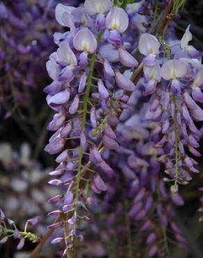 Fotografia 9 da espécie Wisteria sinensis no Jardim Botânico UTAD