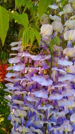 Fotografia da espécie Wisteria sinensis