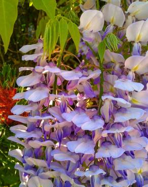 Fotografia 10 da espécie Wisteria sinensis no Jardim Botânico UTAD