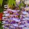 Fotografia 10 da espécie Wisteria sinensis do Jardim Botânico UTAD