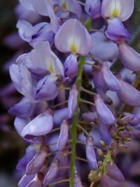 Fotografia da espécie Wisteria sinensis