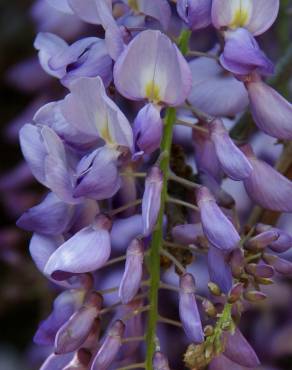 Fotografia 11 da espécie Wisteria sinensis no Jardim Botânico UTAD