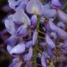 Fotografia 11 da espécie Wisteria sinensis do Jardim Botânico UTAD
