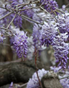 Fotografia 12 da espécie Wisteria sinensis no Jardim Botânico UTAD