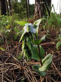 Fotografia da espécie Epipactis tremolsii