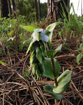 Fotografia 11 da espécie Epipactis tremolsii no Jardim Botânico UTAD