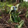 Fotografia 11 da espécie Epipactis tremolsii do Jardim Botânico UTAD