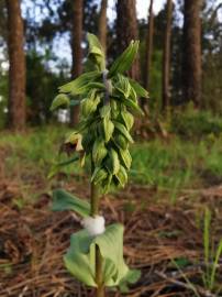 Fotografia da espécie Epipactis tremolsii